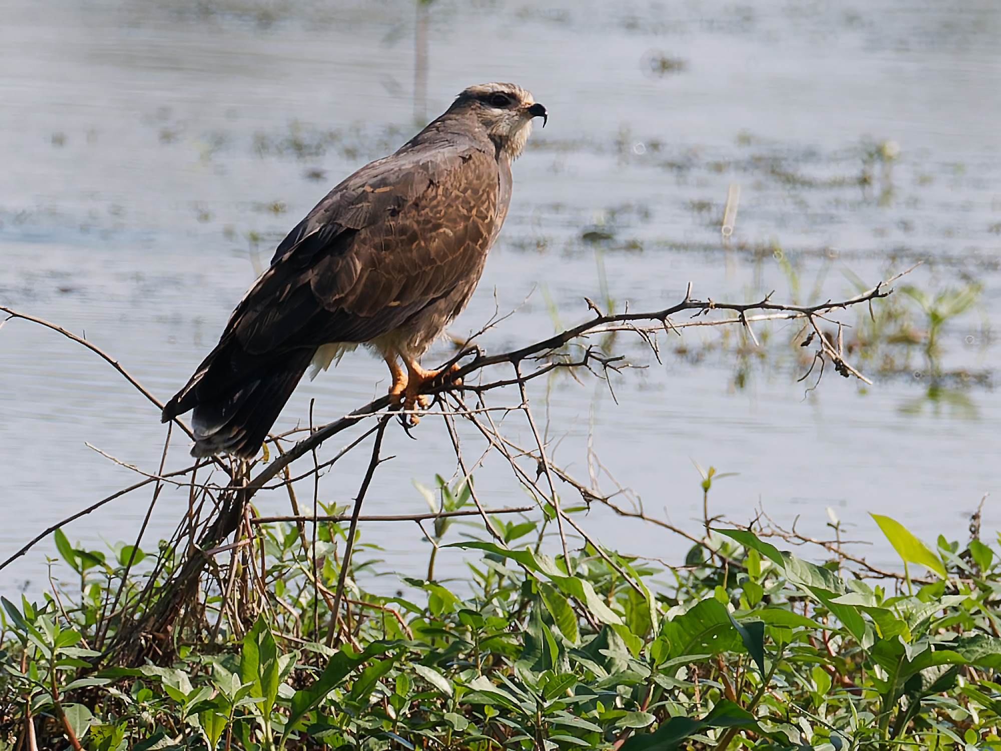 Rostrhamus sociabilis / Snail kite / Slakkenwouw
